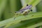 Marsh Grasshopper on a blade of grass -  macro shot
