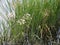 Marsh green grass with white buds