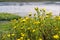 Marsh Gumplant Grindelia stricta wildflowers blooming on the shores of San Francisco bay, Mountain View, California