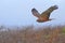 Marsh Harrier