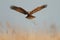 Marsh harrier