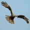 Marsh Harrier