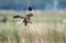 Marsh Harrier