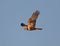 Marsh Harrier