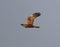 Marsh Harrier