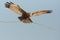 Marsh harrier