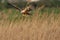 Marsh harrier