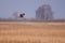 Marsh harrier bird