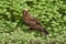 Marsh Harrier Circus aeruginosus