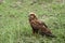 Marsh Harrier Circus aeruginosus