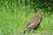 Marsh Harrier Circus aeruginosus