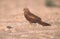 Marsh harrier, Circus aeruginosus