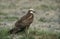 Marsh harrier, Circus aeruginosus