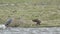 A Marsh Harrier, Circus aeruginosus, is feeding on a Coot that it has just drowned in the water. It is being watched by a Grey her