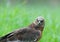 Marsh harrier Circus aeruginosus in the summer