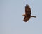 Marsh Harrier in flight