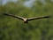 Marsh harrier Flying