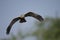 Marsh harrier Flying