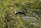 Marsh harrier Flying