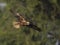 Marsh harrier Flying