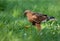 Marsh harrier - male (Circus aeruginosus)