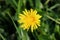 Marsh hawks beard or Crepis paludosa single yellow wildflower closeup