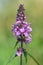 Marsh hedgenettle stachys palustris flower