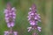 Marsh hedgenettle stachys palustris flower