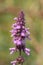 Marsh hedgenettle stachys palustris flower