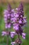 Marsh hedgenettle stachys palustris flower