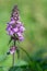 Marsh hedgenettle stachys palustris flower