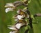 Marsh Helleborine