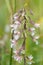 Marsh helleborine, Epipactis palustris, flowering