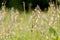 Marsh helleborine Epipactis palustris on a meadow
