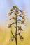 Marsh helleborine orchid in bloom