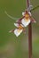 Marsh helleborine / Sumpf-Stendelwurz / Epipactis palustris