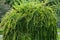 Marsh horsetail (Latin Equisetum palustre) in the form of a round dome against a background of green trees