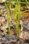 Marsh horsetails in springtime at West Hartford Reservoir in Connecticut