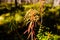 Marsh Labrador Tea fruits in the autumn