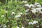 Marsh Labrador tea, northern Labrador tea or wild rosemary