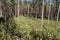 Marsh Labrador tea, northern Labrador tea or wild rosemary