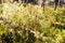 Marsh Labrador Tea plants in the autumn