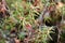 Marsh Labrador tea Rhododendron tomentosum