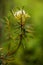 Marsh Labrador Tea Rhododendron tomentosum