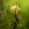 Marsh Labrador Tea Rhododendron tomentosum