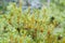 Marsh Labrador tea, Rhododendron tomentosum, Ledum palustre,