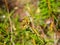 Marsh Labrador tea, Rhododendron tomentosum Ledum palustre, seeds riping close-up, selective focus, shallow DOF