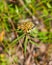 Marsh Labrador tea, Rhododendron tomentosum Ledum palustre, seeds riping close-up, selective focus, shallow DOF