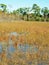 Marsh Land along the Florida Trail