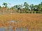 Marsh Land along the Florida Trail